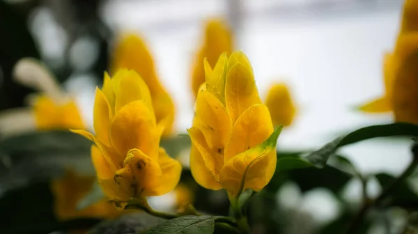 美しい花の黄色の花を閉じます 詳細なシングルショット 自然と同じくらいカラフルでユニークです — ストック写真