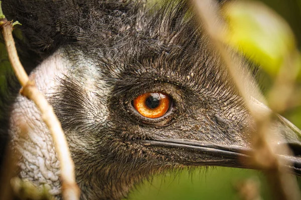Nandu Portrede Kuşu Kafasından Yaklaş Turuncu Sarı Göz Göze Geliyor — Stok fotoğraf