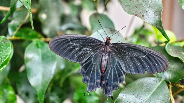 Borboleta Colorida Uma Folha Flor Elegante Delicado Padrão Detalhado Asas — Fotografia de Stock