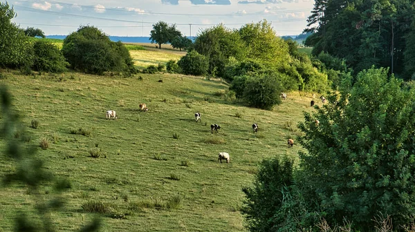 Herd Cows Meadow Brown Farm Animals Lying Relaxed Grass While — Stock Photo, Image