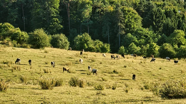 Herd Cows Meadow Brown Farm Animals Lying Relaxed Grass While — Stock Photo, Image