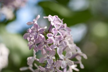 Bahçedeki çalılıklarda narin mor leylak çiçeklerine izin verdi. Bitki hem Paskalya zamanında hem de Pentecost 'ta çiçek açar. Güçlü aroma aynı zamanda homeopatik olarak da kullanılır..