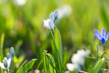 Yaygın yıldız sümbülleri ilkbaharın habercisidir. Paskalya zamanı çiçek açarlar. Çiçek parkta, ormanda ve bahçede bulunur. Güzel mavi, beyaz çiçekler.