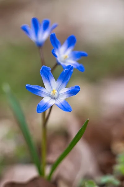 Common Star Hyacinths Early Bloomers Herald Spring Bloom Easter Time — Stock Photo, Image