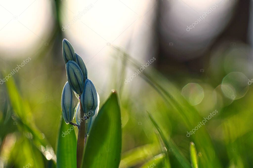 Common star hyacinths are early bloomers that herald spring. They bloom at Easter time. The flower is found in the park, forest, and garden. beautiful blue, white flowers.