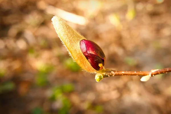 マグノリアの木は開花期に真の素晴らしさです 風景の中に目を引く 自然からの花写真 — ストック写真