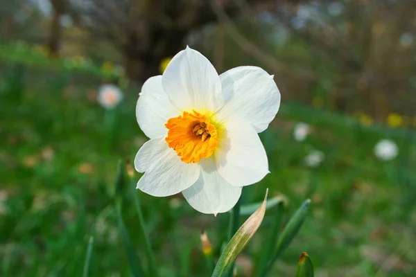 Nárciszok Húsvétkor Réten Sárga Fehér Virágok Ragyognak Zöld Ellen Korai — Stock Fotó