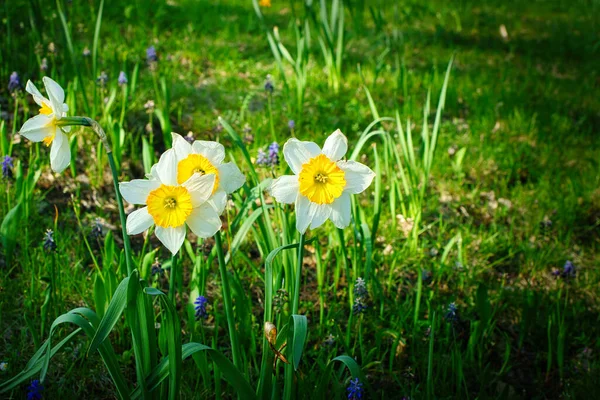 Narzissen Zur Osterzeit Auf Einer Wiese Gelbe Weiße Blüten Leuchten — Stockfoto