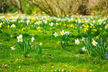 Paskalya zamanı çayırda nergisler. Sarı beyaz çiçekler yeşil çimlerin üzerinde parlıyor. Baharı anons eden erken açan donlar. Bitki fotoğrafı
