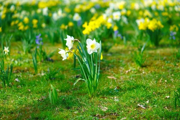 Nárciszok Húsvétkor Réten Sárga Fehér Virágok Ragyognak Zöld Ellen Korai — Stock Fotó