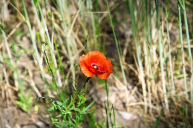 Yaz otlağında dedikodu gelincikleri. Kırmızıyla renklendirilmiş. Narin yapraklar yalıtılmış. Çiçek fotoğrafı. Doğa fotoğrafı.