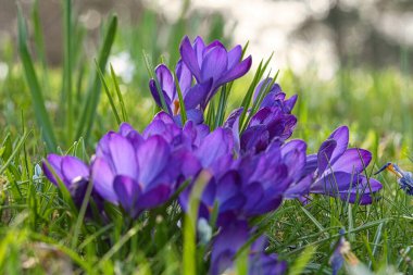 Çayır üzerinde Crocus çiçekleri, narin ve biraz bulanık arkaplanlı. Çiçeğin ayrıntılı bir temsili. Bitkiler kapanır..