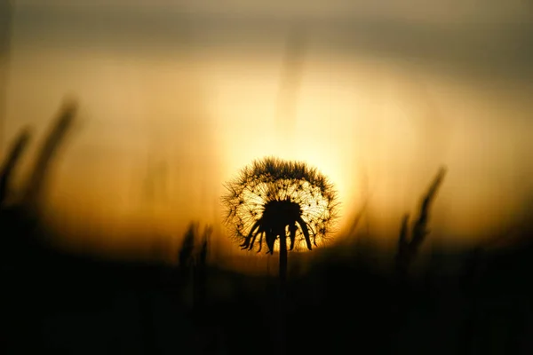 Löwenzahn Sonnenuntergang Mit Schönem Bokeh Zur Abendstunde Mit Sonnenuntergang Hintergrund — Stockfoto