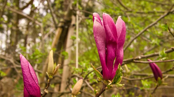 Магнолійські Дерева Справжньою Пишнотою Квітковий Сезон Пошук Очей Ландшафті Фото — стокове фото