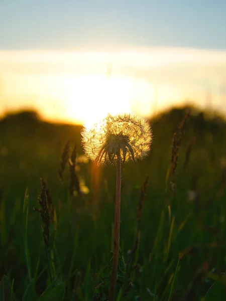 Löwenzahn Sonnenuntergang Mit Schönem Bokeh Zur Abendstunde Mit Sonnenuntergang Hintergrund — Stockfoto