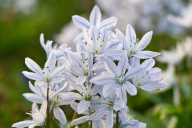 Yaygın yıldız sümbülleri ilkbaharın habercisidir. Paskalya zamanı çiçek açarlar. Çiçek parkta, ormanda ve bahçede bulunur. Güzel mavi, beyaz çiçekler.