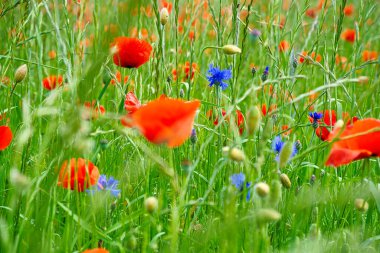 Mısır haşhaşı kırmızı renkte parlıyor. Yeşil bir çayır gelinciklerle süslendiğinde rüya gibi bir manzara oluşur..