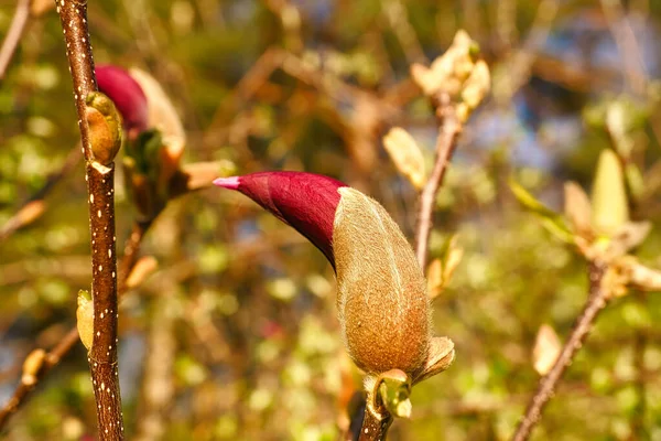 Los Árboles Magnolia Son Verdadero Esplendor Temporada Floración Punto Atracción — Foto de Stock