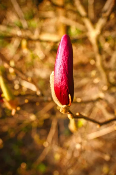 マグノリアの木は開花期に真の素晴らしさです 風景の中に目を引く 自然からの花写真 — ストック写真