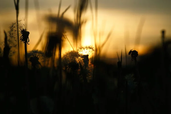 美しいボケと夕日のタンポポ タンポポ 背景に夕日と夜の時間で 自然のショット 植物の写真 — ストック写真