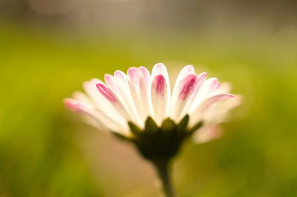 草原にたくさんのボケがあるデイジー 花に焦点を当てて明るい 自然の中で繊細な色 — ストック写真