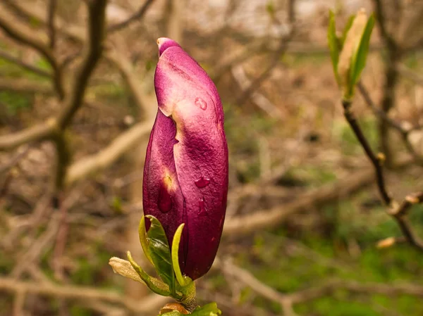 マグノリアの木は開花期に真の素晴らしさです 風景の中に目を引く 自然からの花写真 — ストック写真