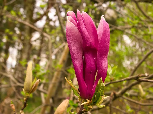 Магнолійські Дерева Справжньою Пишнотою Квітковий Сезон Пошук Очей Ландшафті Фото — стокове фото