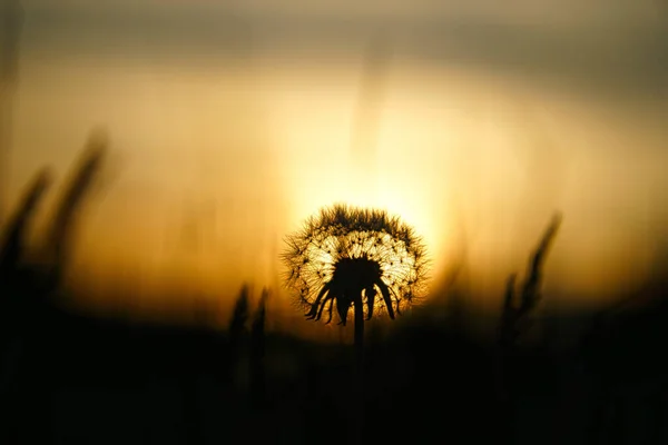 Löwenzahn Sonnenuntergang Mit Schönem Bokeh Zur Abendstunde Mit Sonnenuntergang Hintergrund — Stockfoto