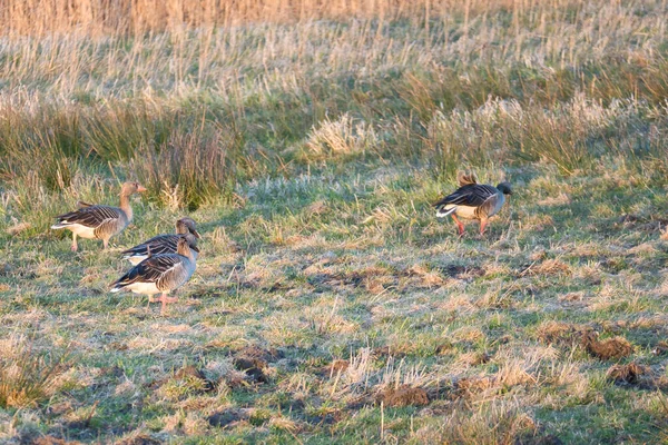 Oies Sauvages Dans Une Prairie Coucher Soleil Dans Atmosphère Soir — Photo
