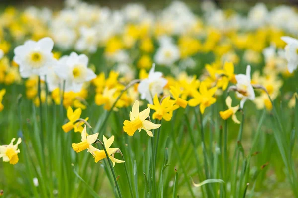 Narcisos Semana Santa Prado Flores Blancas Amarillas Brillan Contra Hierba — Foto de Stock
