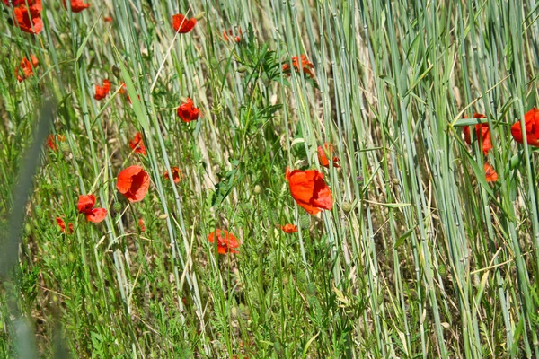 トウモロコシのケシは赤い色の素晴らしさに輝きます 緑の草原がケシで飾られているとき それは夢のような光景です — ストック写真
