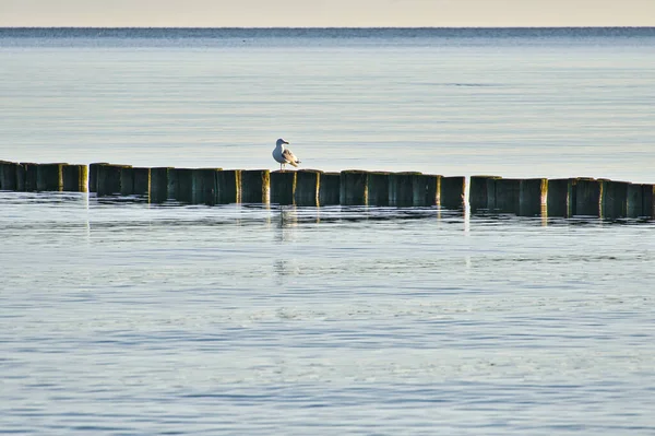 Groynes Jutting Baltic Sea Seagulls Sit Groynes Landscape Sea Vacation — Zdjęcie stockowe