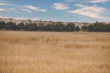 Sazlıklarda gizlenmiş dartta dişi geyik. Baltık Denizi 'ndeki memeliler. Almanya 'da vahşi yaşam kaydı