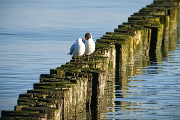 Groynes Jutting Baltic Sea Seagulls Sit Groynes Landscape Sea Vacation — Stockfoto