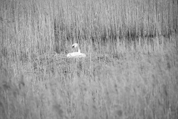 Mute Swan Black White Breeding Nest Reeds Darrs Zingst Wild — Stok fotoğraf