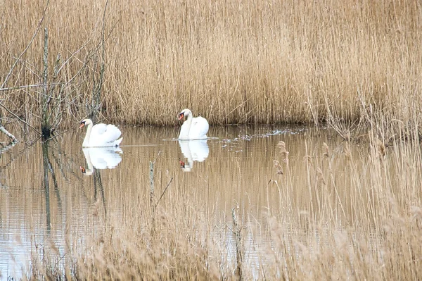 Pair Swans Darss Nature Park Mating Time Birds Mute Swans — ストック写真