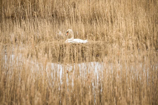 Mute Swan Breeding Nest Reeds Darrs Zingst Wild Animals Wild — ストック写真