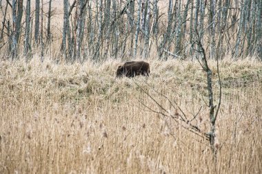 Zingst yarımadasındaki Darss Ulusal Parkı 'nda yaban domuzu. Serbest gezen memeliler. Yürüyüş sırasında hayvan kaydı
