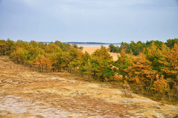 View High Dune Darss Viewpoint National Park Forest Dune Sand — Photo