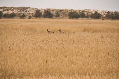 Sazlıklarda gizlenmiş dartta dişi geyik. Baltık Denizi 'ndeki memeliler. Almanya 'da vahşi yaşam kaydı