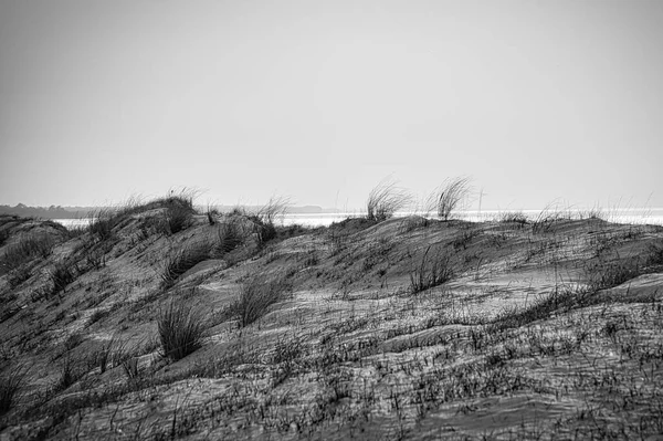 High Dune Black White Darss National Park Germany Sand Beach — Φωτογραφία Αρχείου