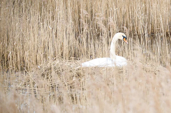 Cygne Muet Nichant Sur Nid Dans Les Roseaux Sur Les — Photo