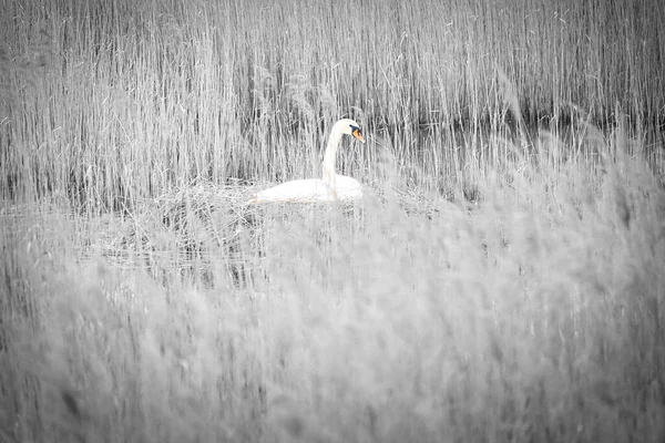 Mute swan in black and white, breeding on a nest in the reeds on the Darrs near Zingst. Wild animals in the wild. Elegant birds