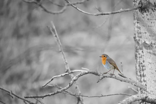 Panneau Baignade Interdite Intrusion Interdite Dans Parc National Sur Darss — Photo