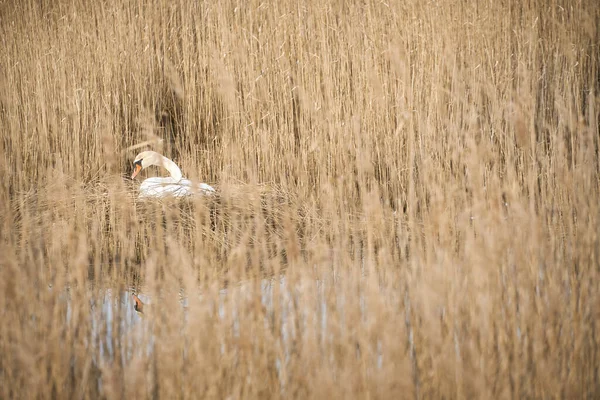 Mute swan breeding on a nest in the reeds on the Darrs near Zingst. Wild animals in the wild. Elegant birds