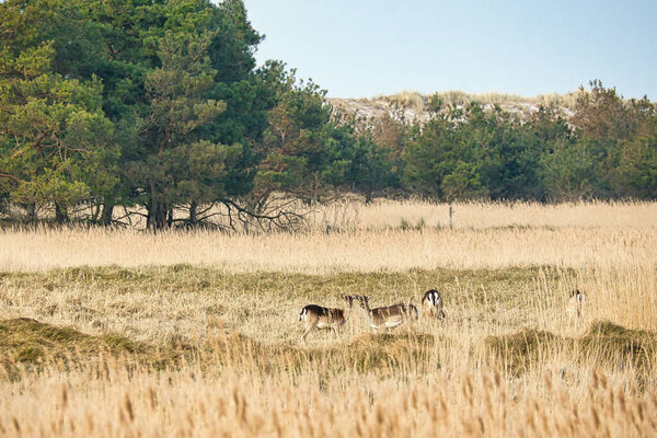 свободный живой олень в черно-белом на дарссе. Млекопитающие пасутся в Германии. Фото животных из природы