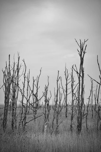 Dead Trees Black White Baltic Sea Dead Forest Damaged Vegetation — стокове фото