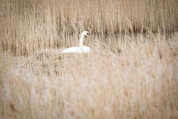 Mute Swan Breeding Nest Reeds Darrs Zingst Wild Animals Wild — ストック写真