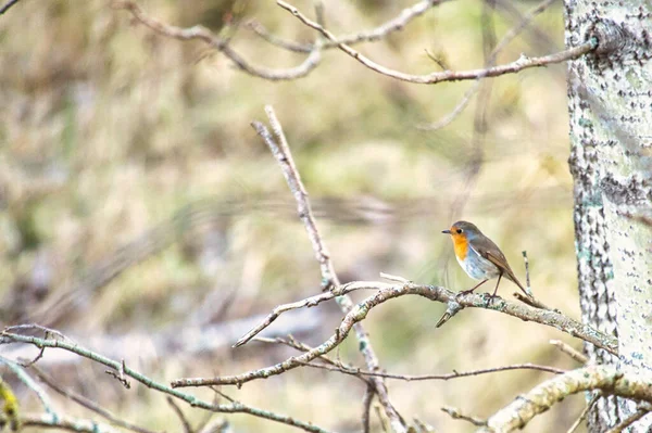 Robin Branch National Park Darss Colorful Plumage Small Songbird Animal — Stockfoto