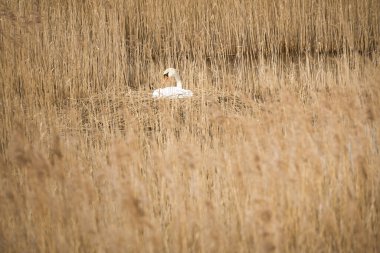 Zingst yakınlarındaki Darrs 'ın sazlıklarında bir yuvada sessizce üreyen kuğu. Vahşi doğadaki vahşi hayvanlar. Zarif kuşlar.